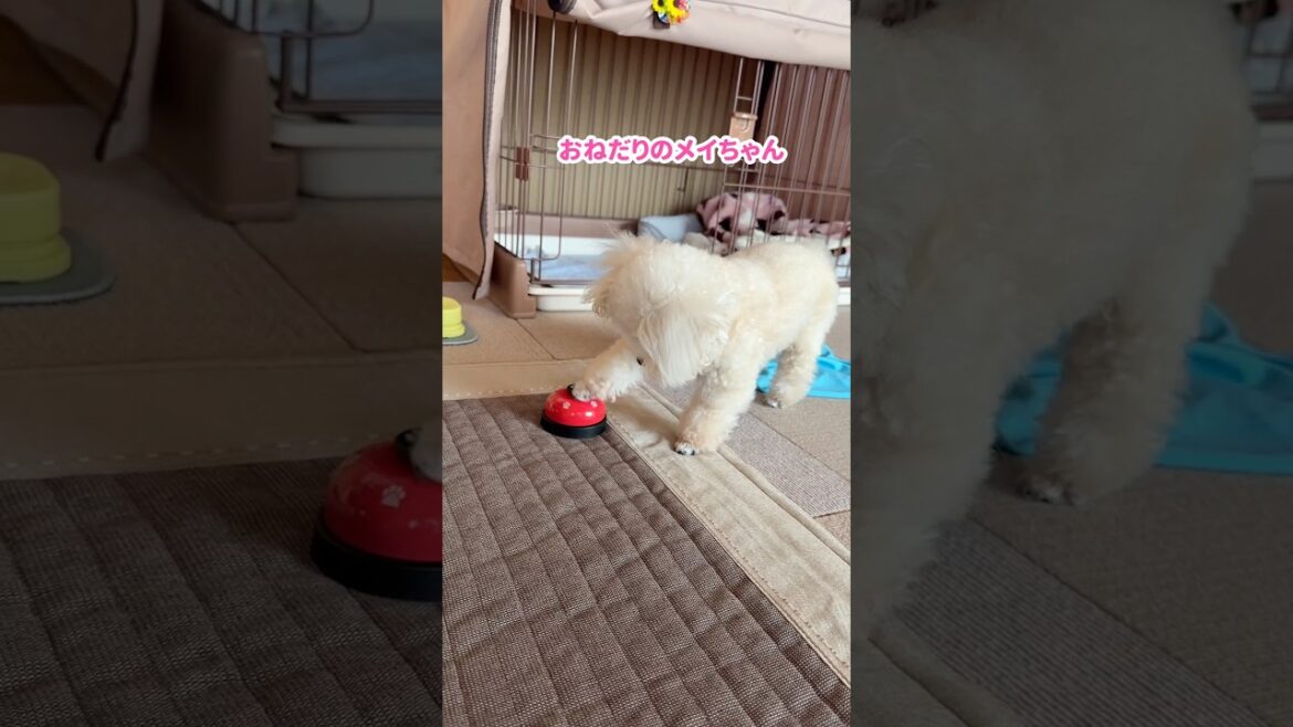 オヤツ欲しさに必死すぎるアピール合戦をするトイプードル姉妹 #shorts #元保護犬 オヤツ欲しさに必死すぎるアピール合戦をするトイプードル姉妹 #shorts #元保護犬