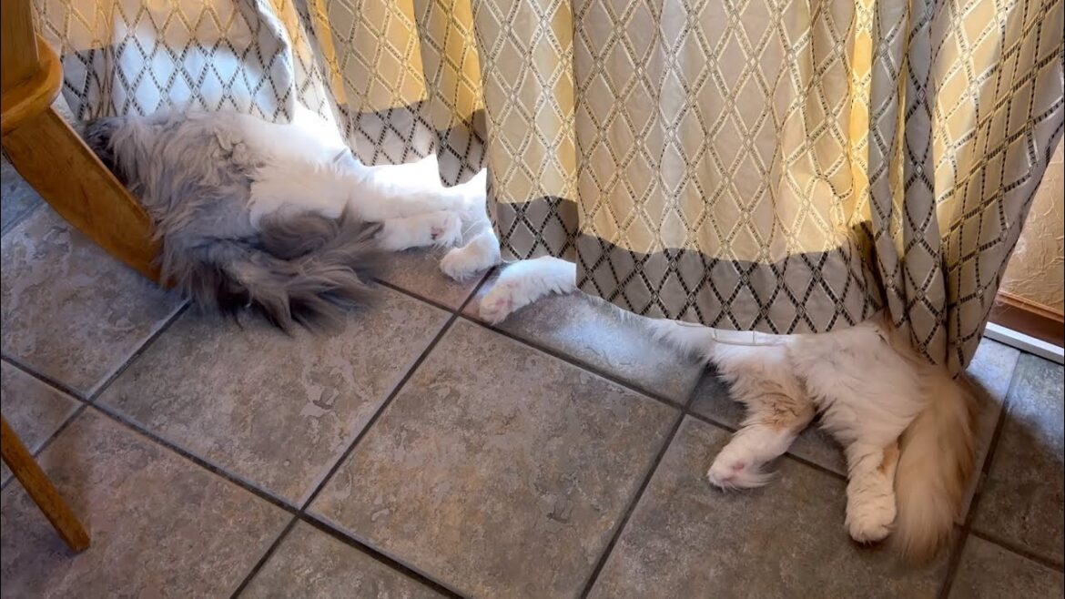 【カワイイ💗】変わったカーテンの使い方をする、もふ猫たちwwwノルウェージャンフォレストキャットとターキッシュアンゴラ 【カワイイ💗】変わったカーテンの使い方をする、もふ猫たちwwwノルウェージャンフォレストキャットとターキッシュアンゴラ