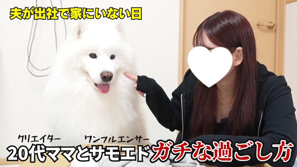 ママの仕事に付き合わされるサモエドが可愛すぎました! ママの仕事に付き合わされるサモエドが可愛すぎました!