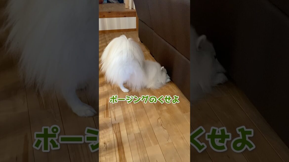 ごはん一粒を探す犬がしつこすぎた　#日本スピッツ　#中型犬　#shorts