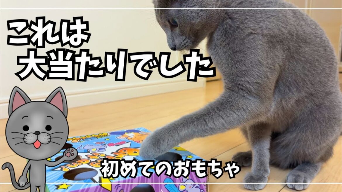 【初見】新しいおもちゃを見せたらロシアンブルーが夢中になりました