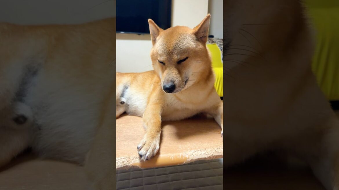 【柴犬】ねむくないと言い張る金太郎が限界を迎えるまで #金金兄弟 #金太郎 #柴犬 #柴犬多頭飼い #shorts 【柴犬】ねむくないと言い張る金太郎が限界を迎えるまで #金金兄弟 #金太郎 #柴犬 #柴犬多頭飼い #shorts
