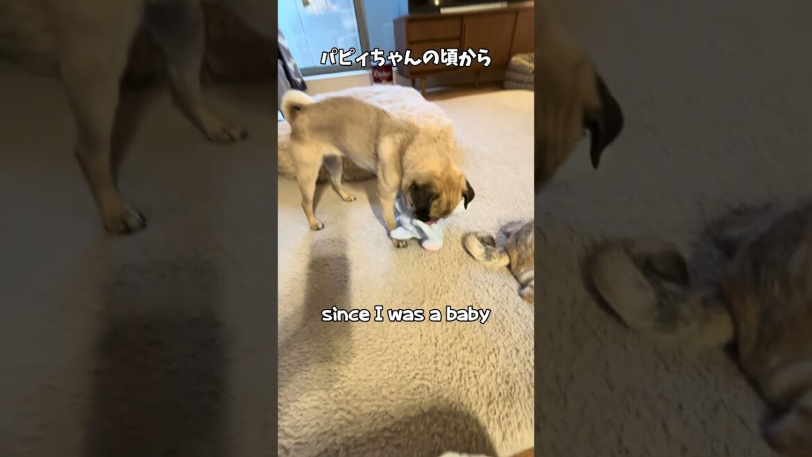 同じパグでも性格は全く違うパグ兄妹 #パグ #pug #mypug #多頭飼い #shorts