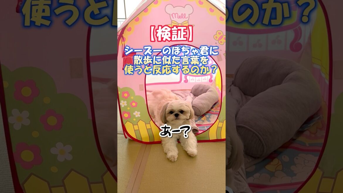 シーズーのぽちゃ君に散歩に似た言葉を使ってだましてみよう🐶