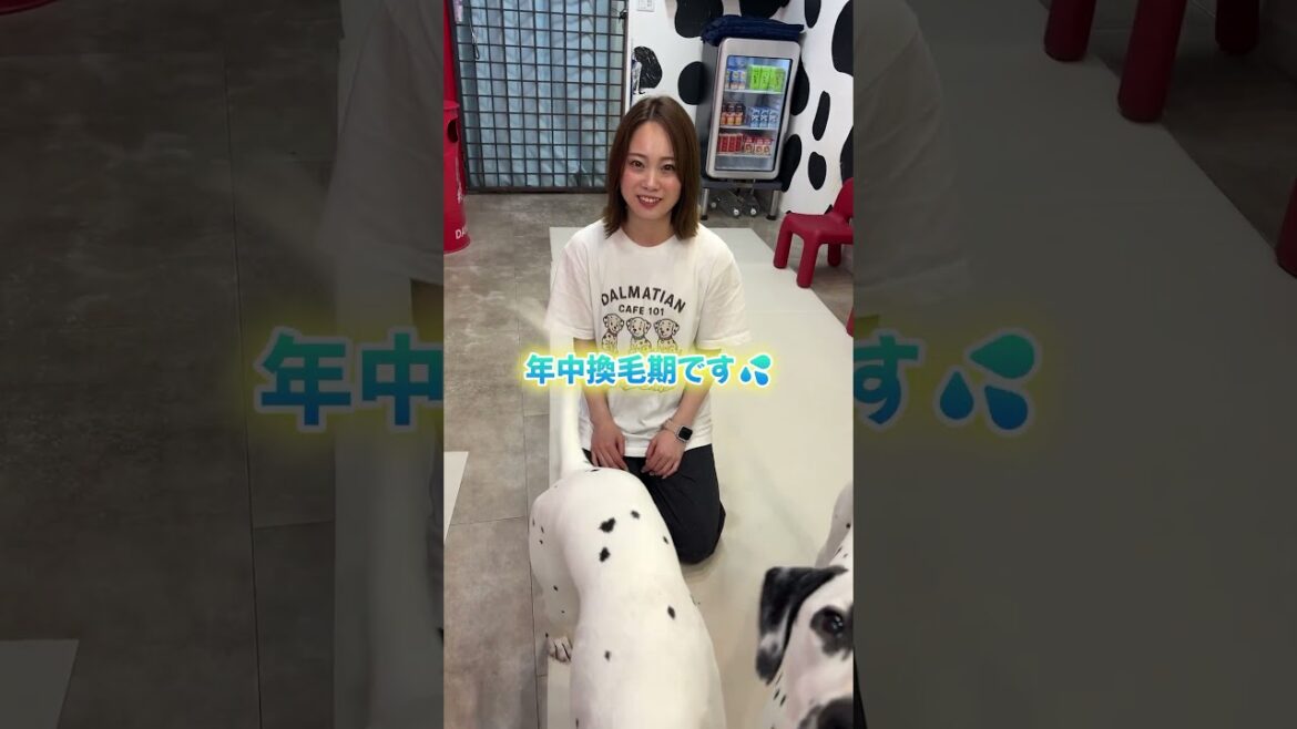 Q:ダルメシアンって抜け毛は多いの？🐶質問にお答えします🙆‍♀️コメントで質問も募集します✨#ダルメシアン #ダルメシアンカフェ #dalmatian #犬カフェ #dogslife