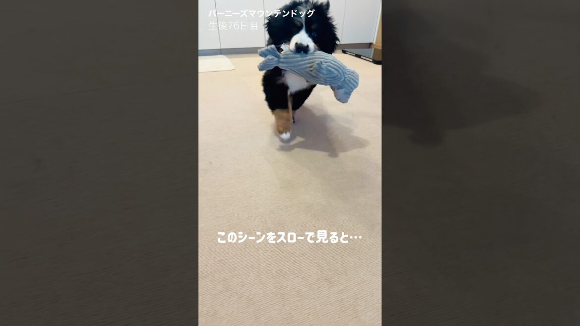 スローで撮ってみた‼️生後76日目のバーニーズの子犬🐾
