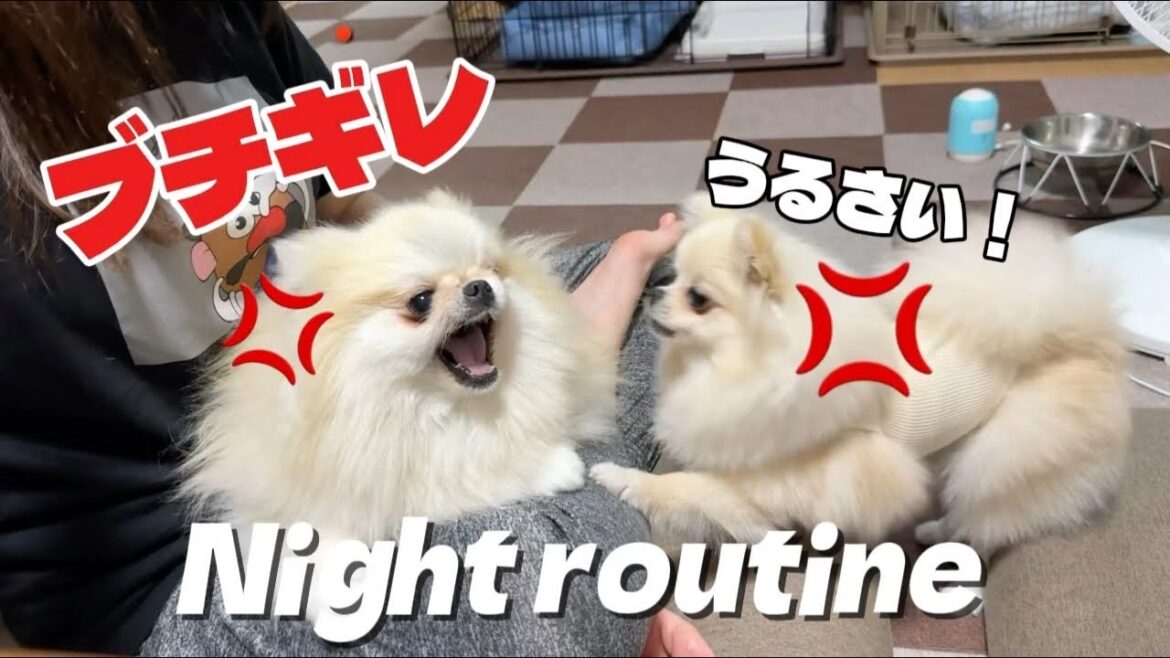 ブチギレや逃亡!4姉妹ポメラニアンの夜は賑やかすぎて大変です ブチギレや逃亡!4姉妹ポメラニアンの夜は賑やかすぎて大変です