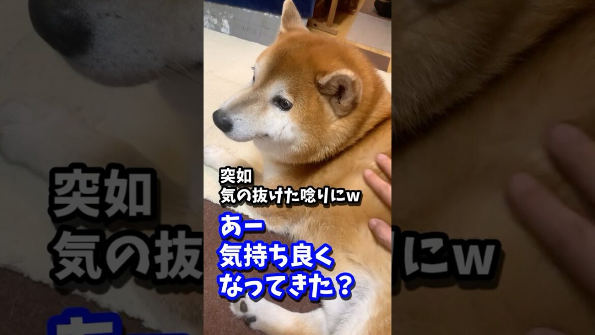 『食パン』と思い込みながら柴犬兄弟に父が近付いた時…反応の違いが衝撃だった #shibadog #柴犬 #sibainu #犬のいる生活 #shorts 『食パン』と思い込みながら柴犬兄弟に父が近付いた時…反応の違いが衝撃だった #shibadog #柴犬 #sibainu #犬のいる生活 #shorts