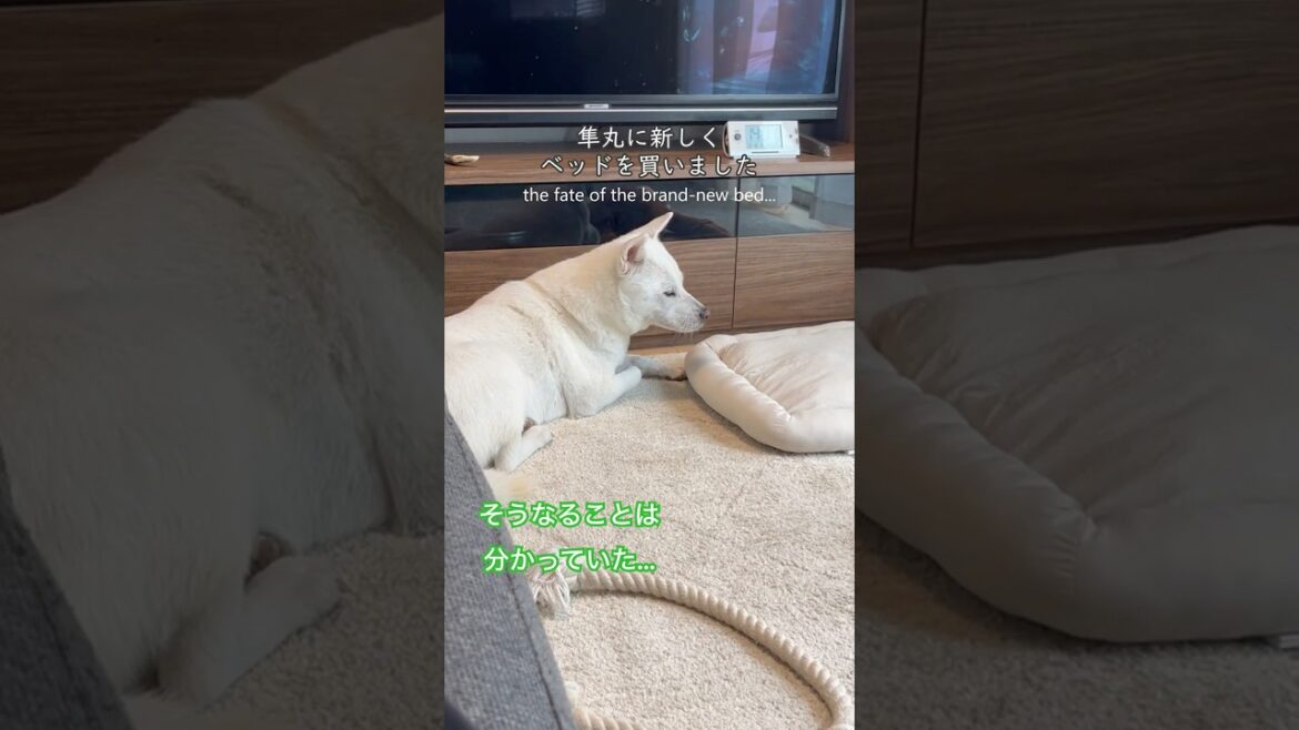 紀州犬・隼丸に新しいベッドを買いました｜A Brand-New Bed for My Kishu