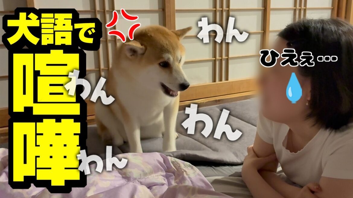 犬語で文句が止まらないブチギレ柴犬がこの後、予想外の行動に… 犬語で文句が止まらないブチギレ柴犬がこの後、予想外の行動に…