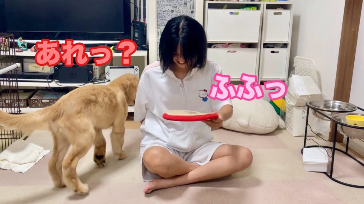 純粋すぎる✨消えるおもちゃが不思議すぎて何度でも「あれっ?」を繰り返すゴルパピだいふく【ゴールデンレトリバーとミニチュアダックスフンド】 純粋すぎる✨消えるおもちゃが不思議すぎて何度でも「あれっ?」を繰り返すゴルパピだいふく【ゴールデンレトリバーとミニチュアダックスフンド】