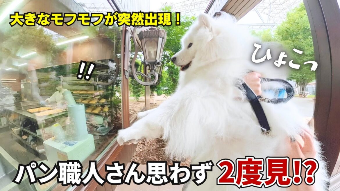 窓から覗くサモエドを見てパン職人さんが全員笑顔になりましたｗ