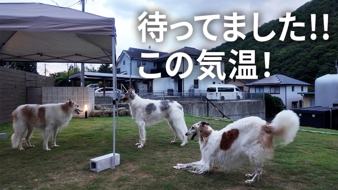 暑さが落ち着いた夕方、ボルゾイたちと貸切ドッグランへ 暑さが落ち着いた夕方、ボルゾイたちと貸切ドッグランへ