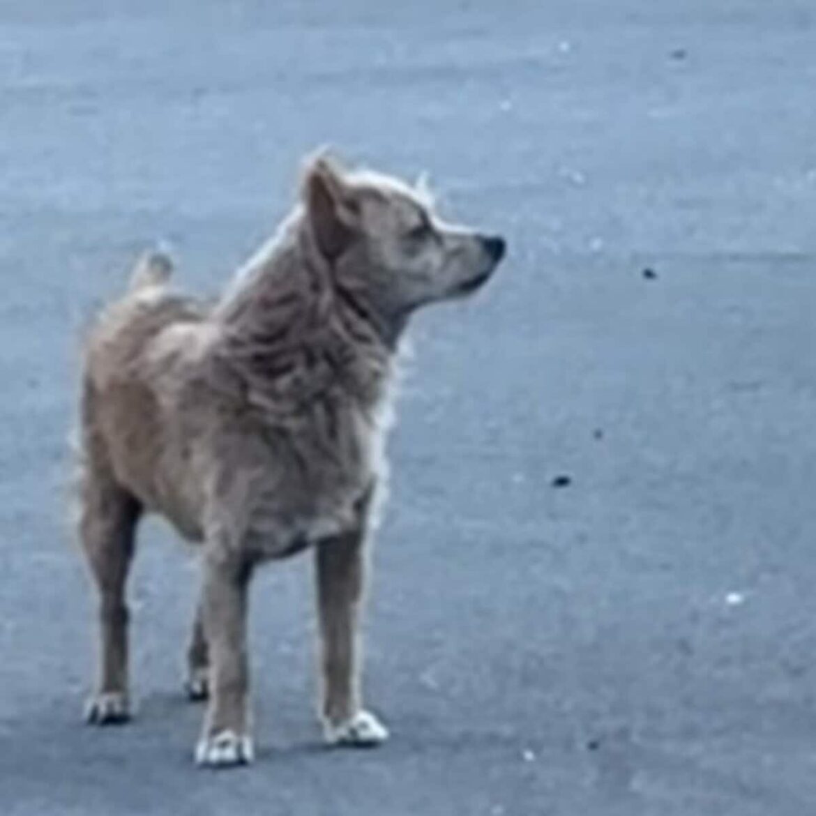 過酷な「路上生活を送る犬」をレスキュー 家族の一員として「幸せに過ごす姿」に胸を打たれる | LIMO | くらしとお金の経済メディア 過酷な「路上生活を送る犬」をレスキュー 家族の一員として「幸せに過ごす姿」に胸を打たれる | LIMO | くらしとお金の経済メディア