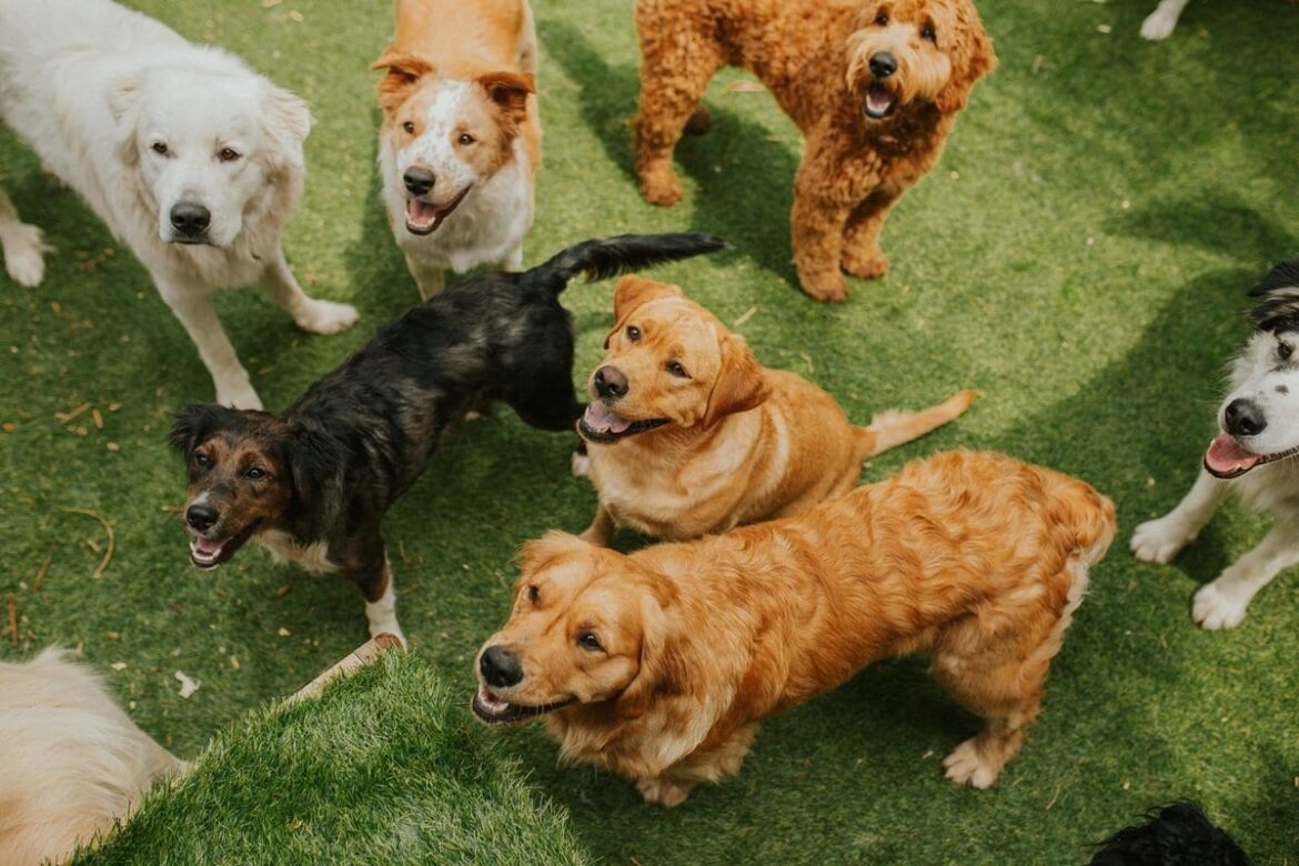 北朝鮮が猛暑対策に推奨するのは「犬肉スープ」? 本当に効果はあるのか? | ニューズウィーク日本版 オフィシャルサイト 北朝鮮が猛暑対策に推奨するのは「犬肉スープ」? 本当に効果はあるのか? | ニューズウィーク日本版 オフィシャルサイト