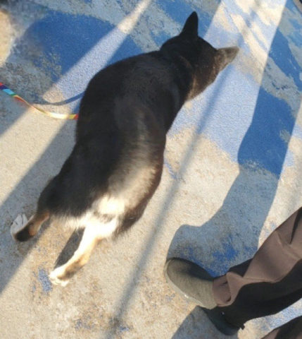 海に転落した柴犬 漂流の末、約26時間後5km先の島で無事発見! 飼い主と涙の再会 SNSの拡散が奏功【愛媛】