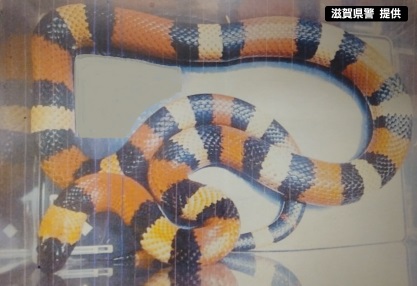 シルバーウィークに約1メートルの「ミルクスネーク」が脱走 滋賀・守山市の住宅でペットとして飼育 赤・黒・白のまだら模様で毒はなし シルバーウィークに約1メートルの「ミルクスネーク」が脱走 滋賀・守山市の住宅でペットとして飼育 赤・黒・白のまだら模様で毒はなし
