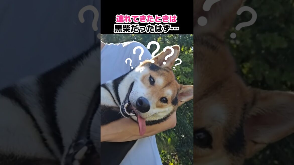 連れてきたときは黒柴だったはず…