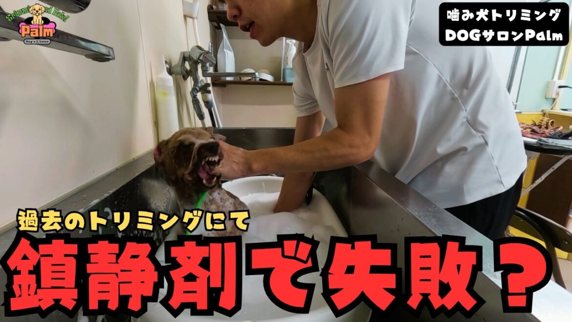 【大分出張】鎮静剤で覚醒の過去?保護犬トイプードルの噛み犬トリミング! 【大分出張】鎮静剤で覚醒の過去?保護犬トイプードルの噛み犬トリミング!