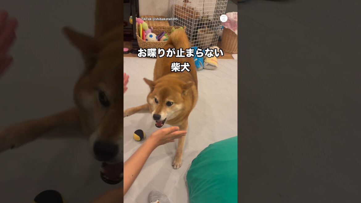 面白すぎる‼️柴犬らしさ全開の遊び方 #柴犬 #犬 #いぬ #柴犬のいる暮らし #面白い 面白すぎる‼️柴犬らしさ全開の遊び方 #柴犬 #犬 #いぬ #柴犬のいる暮らし #面白い