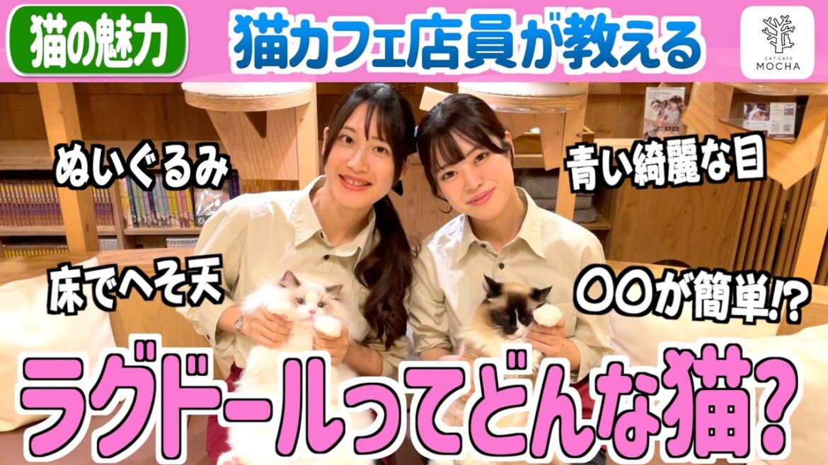 【NO.1愛され猫】猫カフェベテランスタッフと語るラグドールの魅力