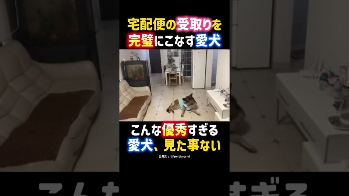 宅配便の受け取りを完璧にこなす優秀な愛犬。 #凄い犬 #ジャーマンシェパード #犬 #愛犬 #面白い #dog #shorts 宅配便の受け取りを完璧にこなす優秀な愛犬。 #凄い犬 #ジャーマンシェパード #犬 #愛犬 #面白い #dog #shorts