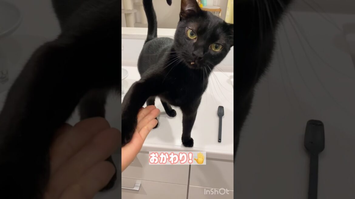 おやつの時間⏰黒猫ボンベイ　#cat #ねこ #ねこのいる生活 #ねこのいる暮らし #ねこ動画 #猫 #猫好きさんと繋がりたい #かわいい #癒やし #甘えん坊