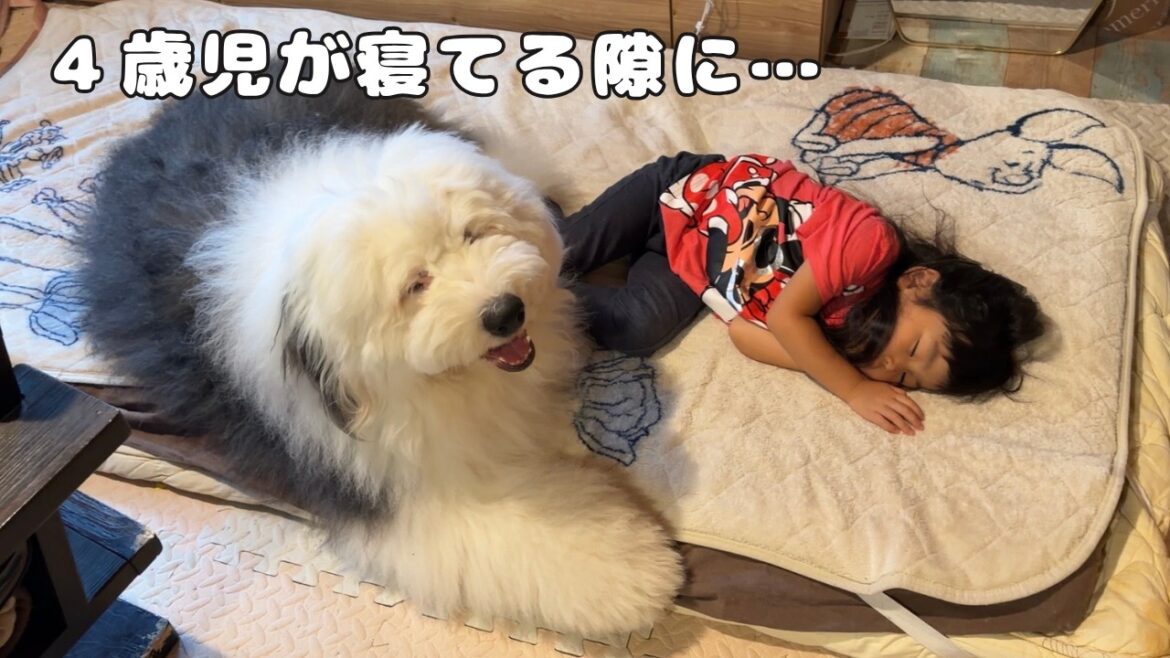 【嘘…!】4歳児が寝てるとやってきたデカ弟が取った行動があまりにも意外でした|グレートピレニーズ&オールドイングリッシュシープドッグ&トイプードル 【嘘…!】4歳児が寝てるとやってきたデカ弟が取った行動があまりにも意外でした|グレートピレニーズ&オールドイングリッシュシープドッグ&トイプードル