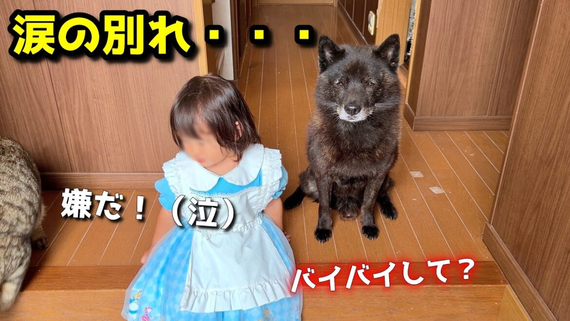 離れたくない!愛犬と娘のお別れに涙が止まらない【優しい甲斐犬と1歳の物語】 離れたくない!愛犬と娘のお別れに涙が止まらない【優しい甲斐犬と1歳の物語】