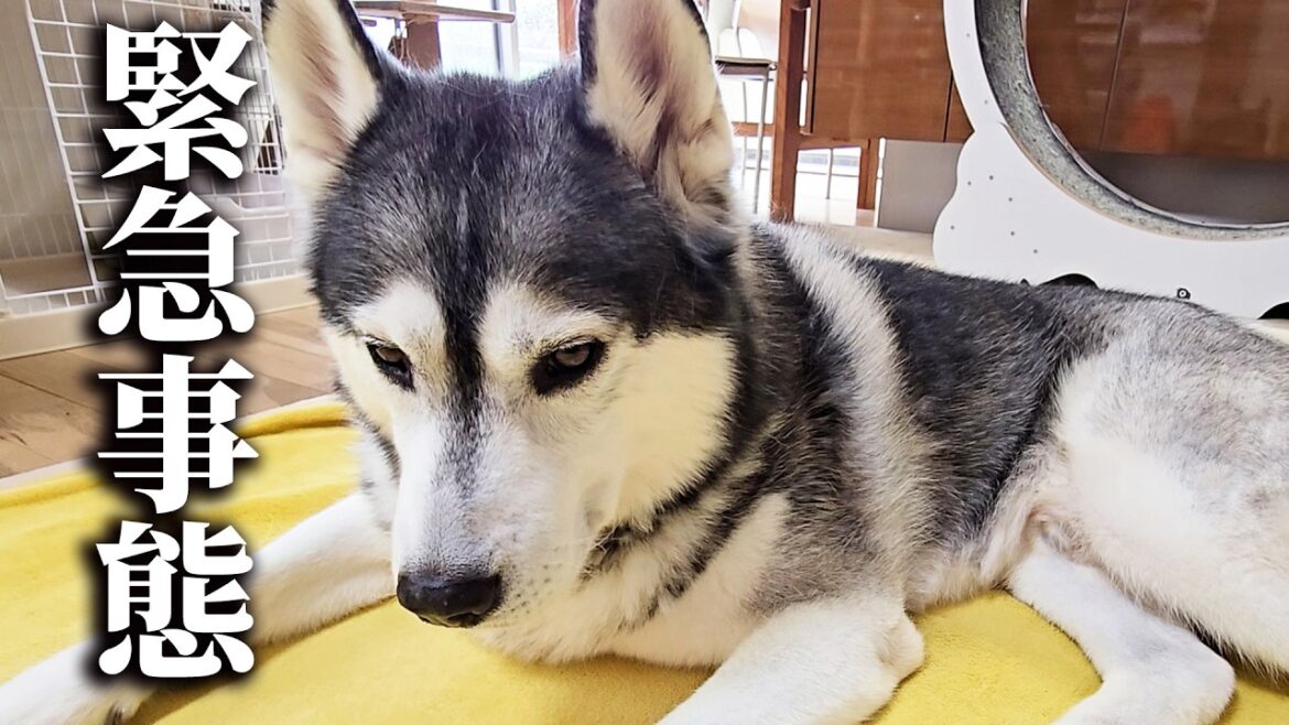 病院から帰宅後ハスキー犬が大変なことになってます… 病院から帰宅後ハスキー犬が大変なことになってます...