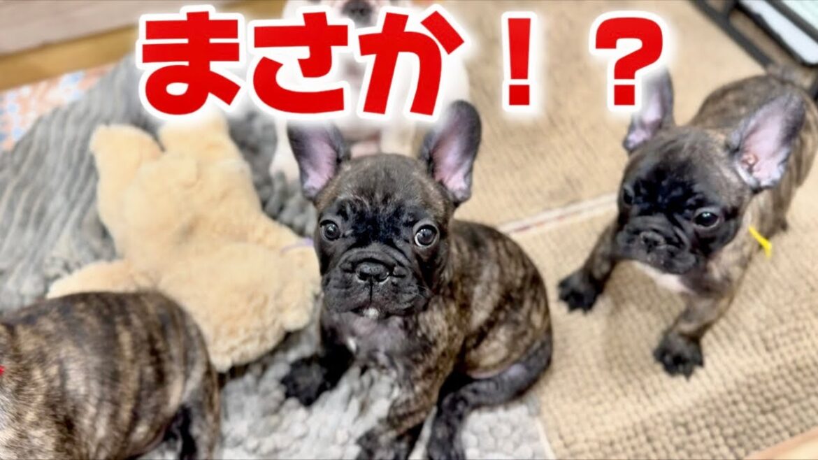 【ご家族さま募集中】まさかの事態が起きました! 【ご家族さま募集中】まさかの事態が起きました!