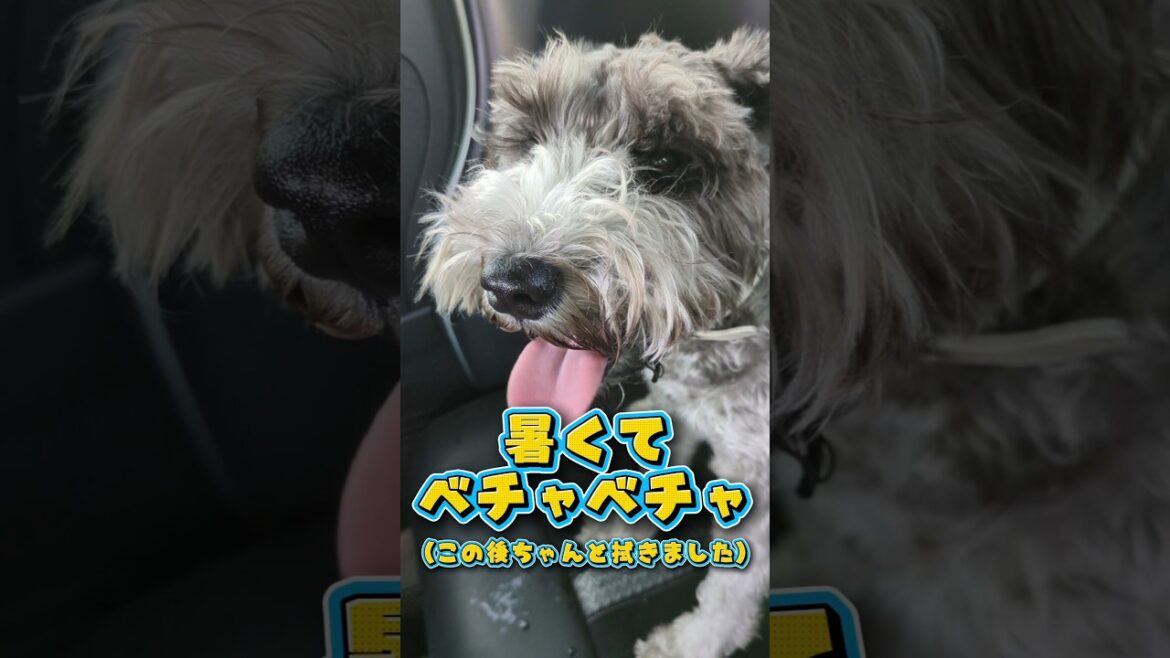 【シュナ】朝の散歩で大疾走#shorts #ミニチュアシュナウザー #犬
