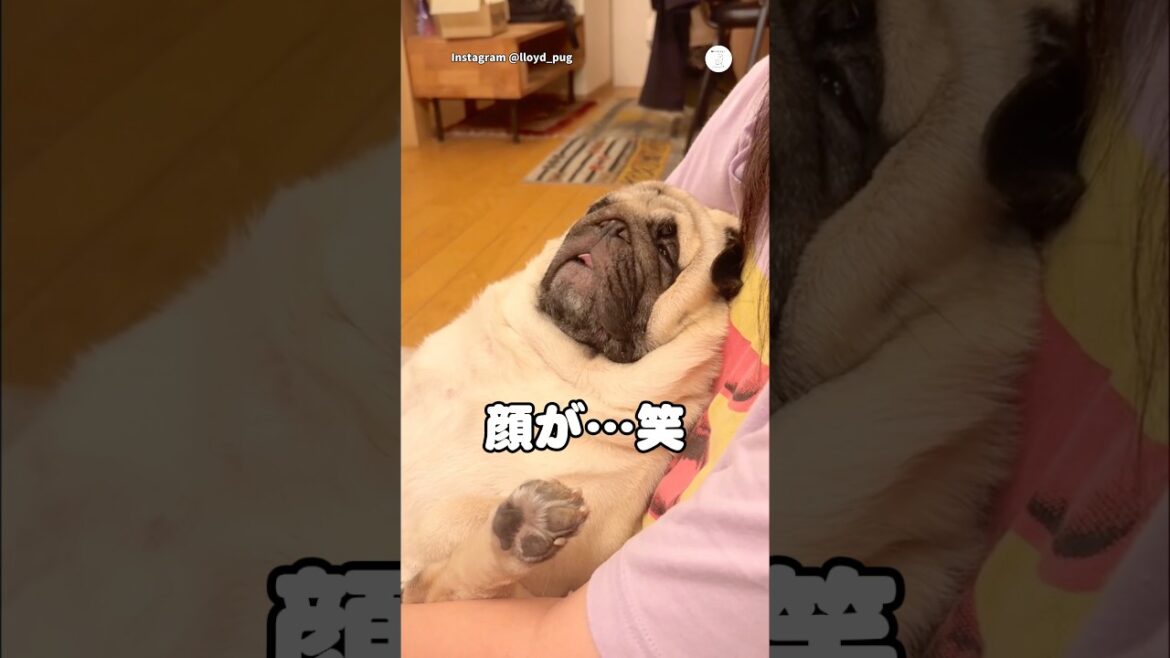 人みたいに寝るパグ、イビキまで可愛すぎる😂　#パグ　#犬　#いぬ　#可愛い犬　#犬のいる暮らし