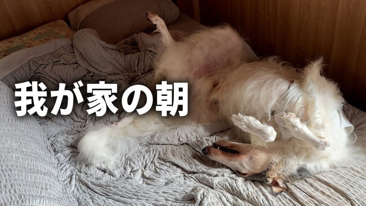 【モーニングルーティン】ボルゾイ3頭とダックスと暮らす我が家の朝|早朝散歩と4頭のお世話 【モーニングルーティン】ボルゾイ3頭とダックスと暮らす我が家の朝|早朝散歩と4頭のお世話