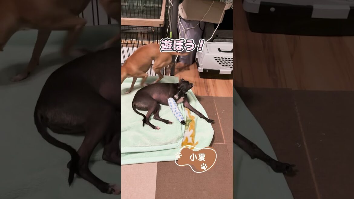 片足を骨折したイタグレ!?ギプスから順調に回復していく様子をお届け!【イタリアングレーハウンド】 片足を骨折したイタグレ!?ギプスから順調に回復していく様子をお届け!【イタリアングレーハウンド】