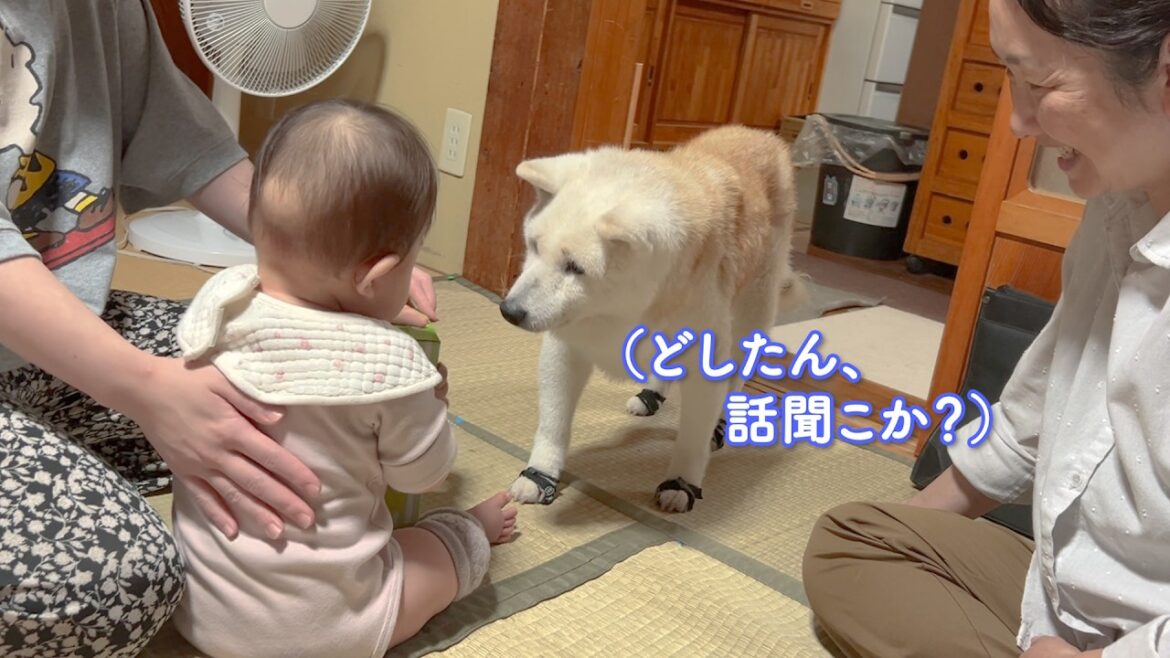爆泣きで悲しむ赤ちゃんに優しく寄り添って相談に乗ってあげようとする頼もしすぎる柴犬姉さん17歳