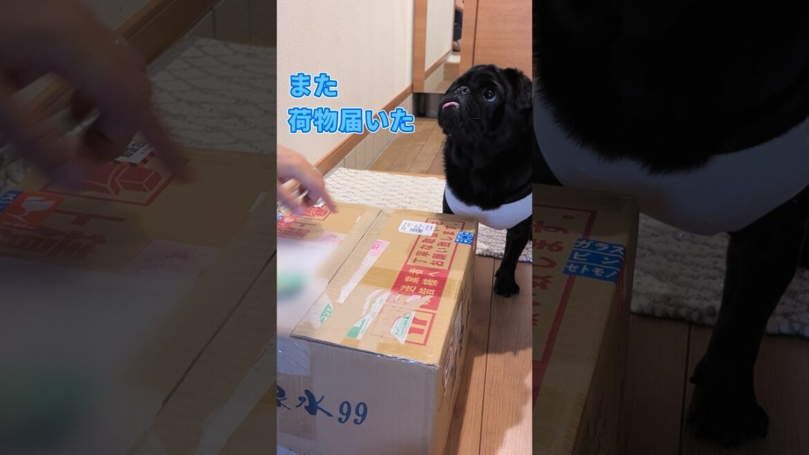 真っ先に箱の中身をチェックするパグ