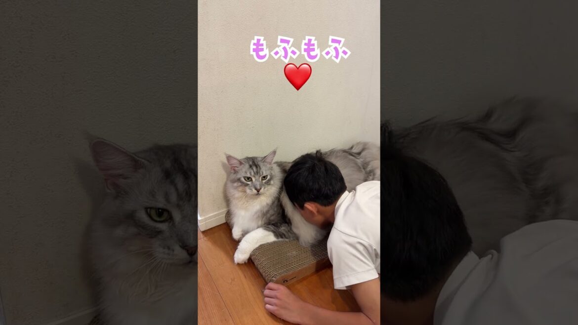 大型猫にモフりすぎて機嫌を損ねてしまう。少年の頭をガブリ#shorts