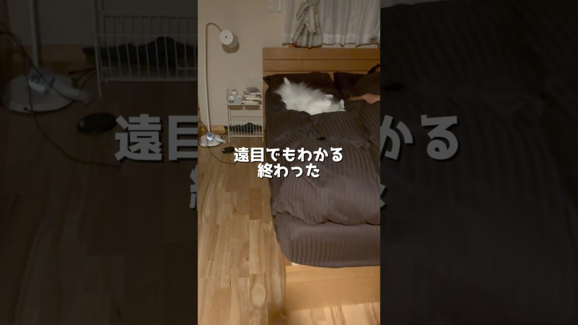寝床を侵食する白い塊　#日本スピッツ　#中型犬　#shorts