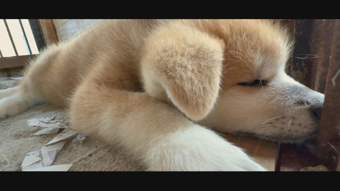 じいちゃんの秋田犬【大家族編】#69 子犬のたれみみフワフワと じいちゃんの秋田犬【大家族編】#69 子犬のたれみみフワフワと