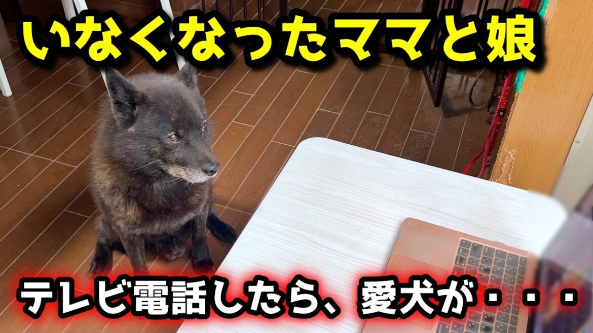 【切なすぎる】ママと娘がいなくなって半月、テレビ電話したら甲斐犬一休が・・・ 【切なすぎる】ママと娘がいなくなって半月、テレビ電話したら甲斐犬一休が・・・