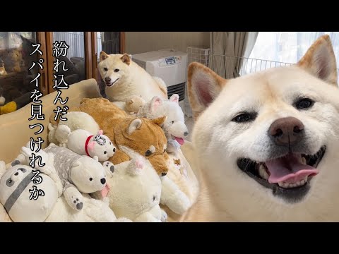白い物軍団に紛れ込んだスパイを捜索する柴犬 白い物軍団に紛れ込んだスパイを捜索する柴犬