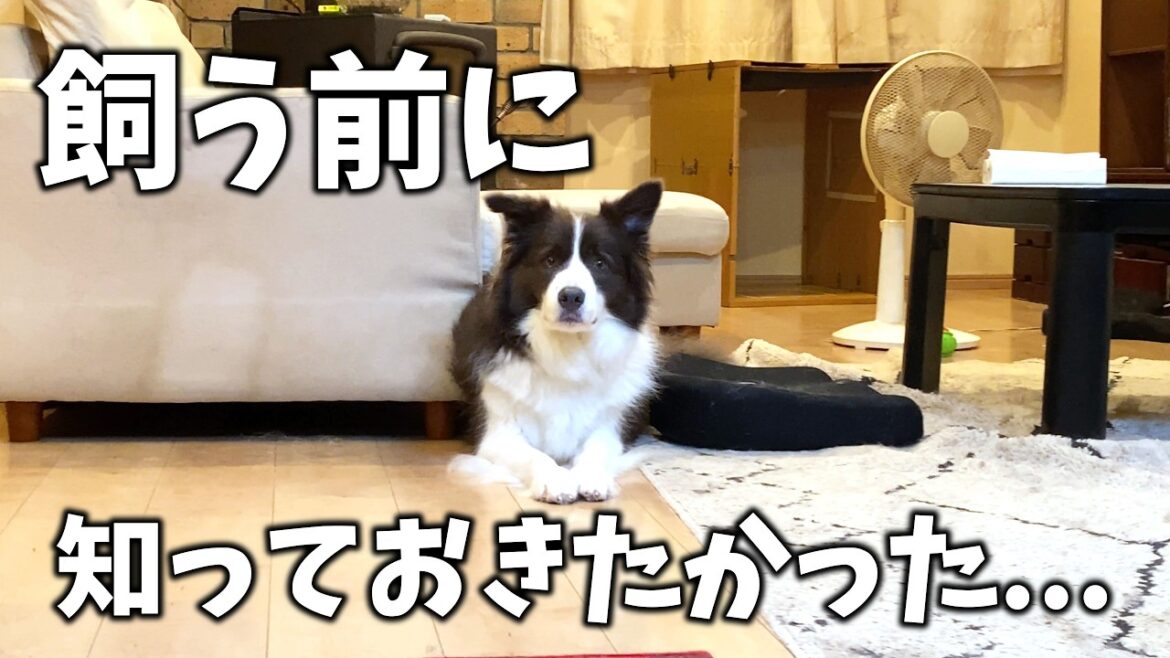 【犬が来て6年】ボーダーコリーを飼う前に誰も教えてくれなかったこと5選…! 【犬が来て6年】ボーダーコリーを飼う前に誰も教えてくれなかったこと5選...!