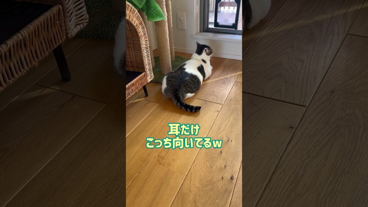 我が家のお猫様 我が家のお猫様