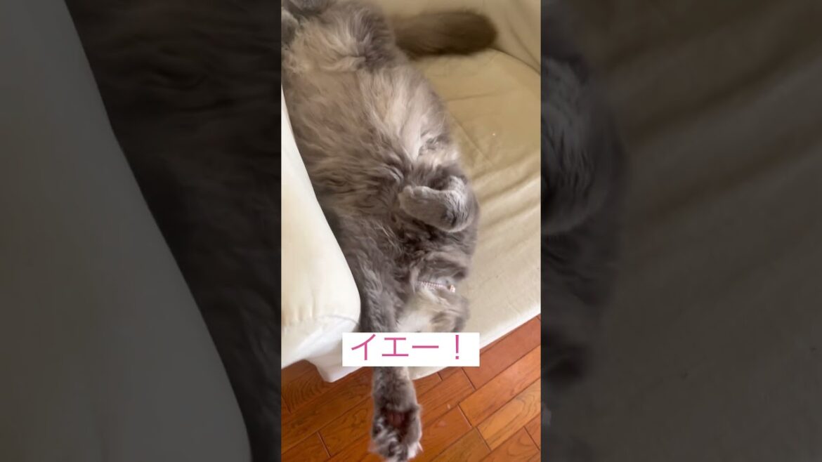 イエー #ねこ動画 #アメリカンカール
