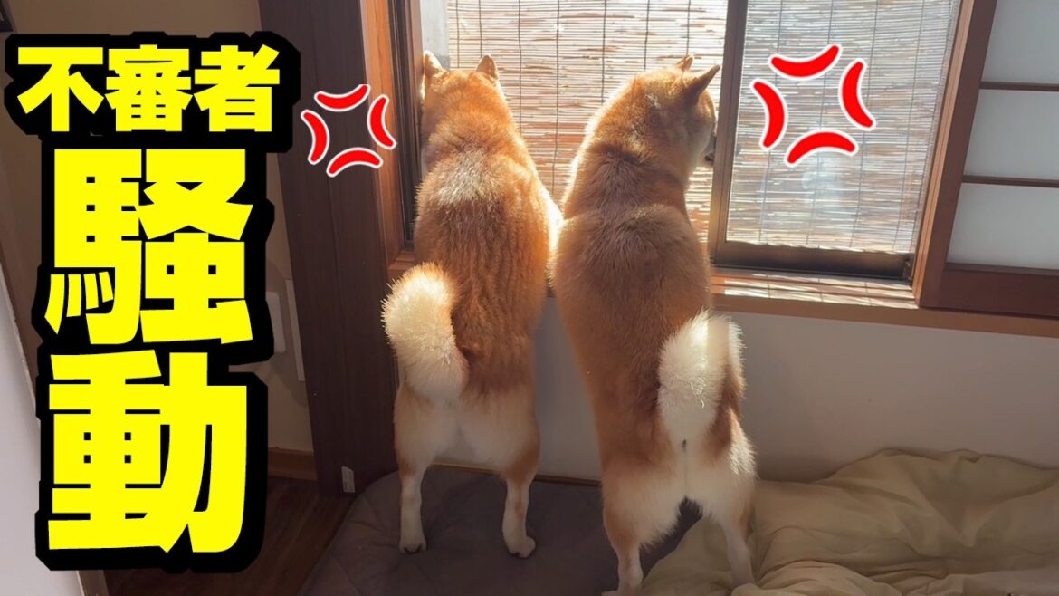 不審者騒動で柴犬が吠えまくり大変な1日になりました