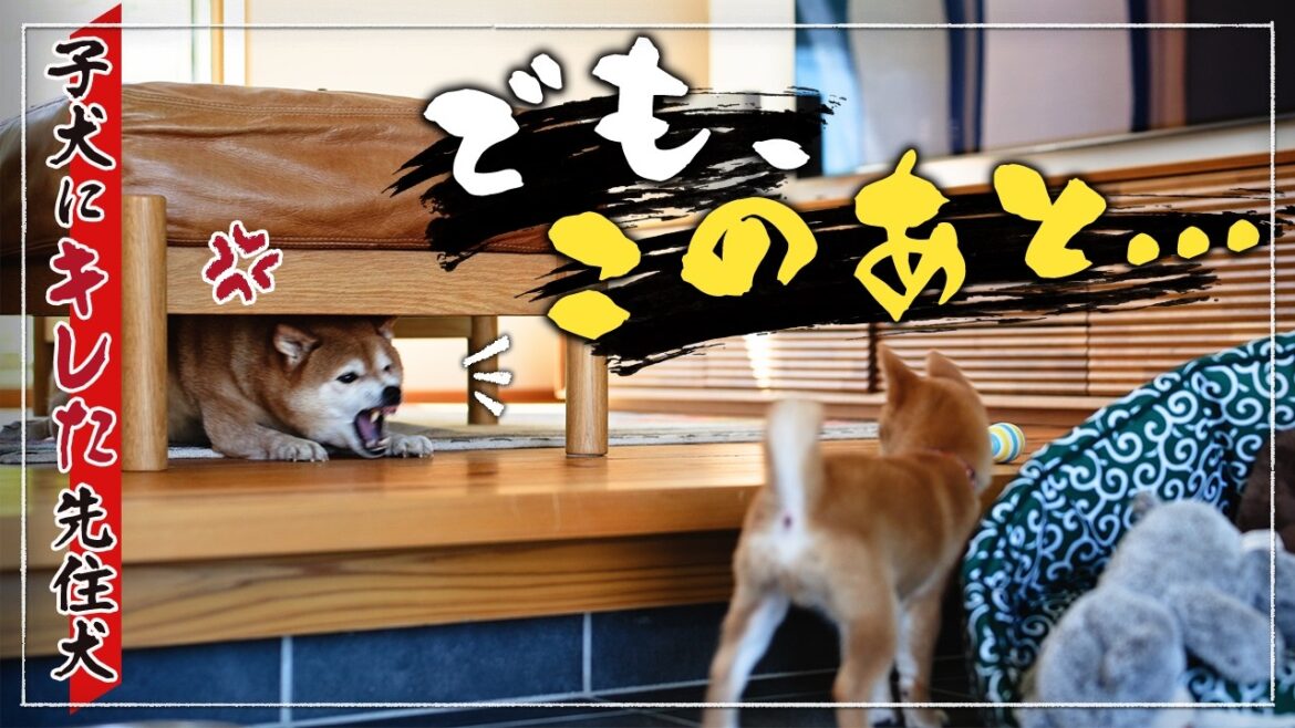 柴犬と暮らす｜子犬を迎えて1か月！変わり始めた2匹の関係