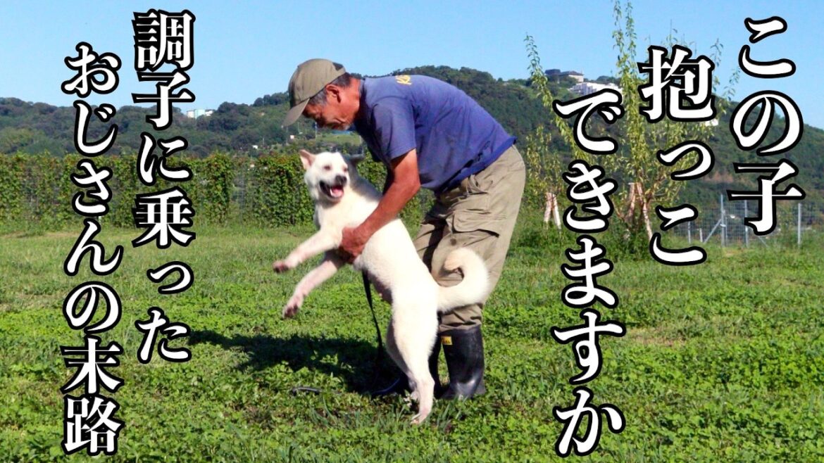 【無謀です】襲って来る紀州犬Mixを抱っこしてみた 【無謀です】襲って来る紀州犬Mixを抱っこしてみた