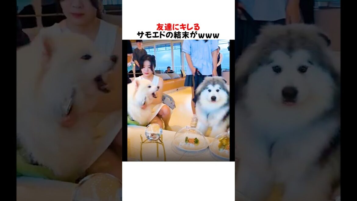 友達にキレるサモエドの結末がｗｗｗｗｗ