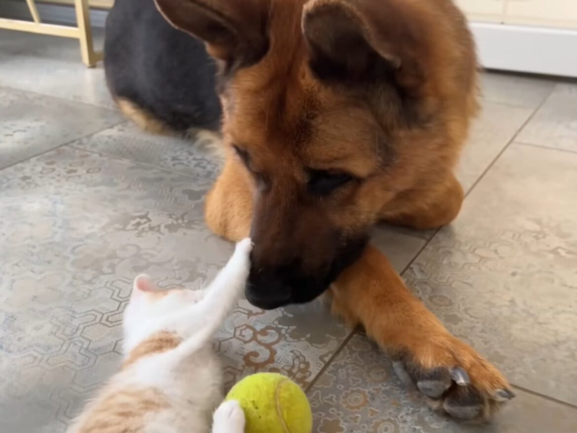 ちょっかいを出す子猫、《全く怒らない》ジャーマンシェパード 愛情深い姿に視聴者感動「紳士すぎる」「なんて優しい」 | オトナンサー ちょっかいを出す子猫、《全く怒らない》ジャーマンシェパード 愛情深い姿に視聴者感動「紳士すぎる」「なんて優しい」 | オトナンサー